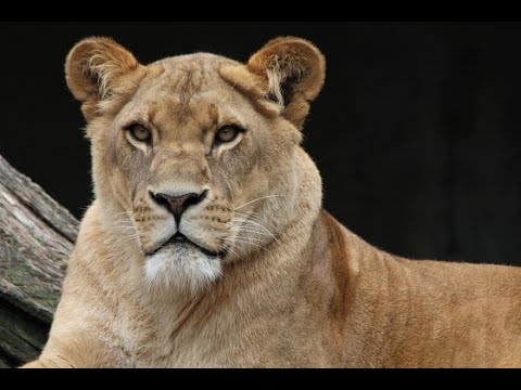 Видео: Дикая Пустыня Африки - ЭТОША. Животный мир Африки. 3  Часть