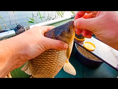 Видео: Ведро КАРАСЕЙ на САМОДЕЛЬНУЮ ПРИКОРМКУ!! Делюсь рецептом!! Ловля КРУПНОГО КАРАСЯ на ПОПЛАВОК!!