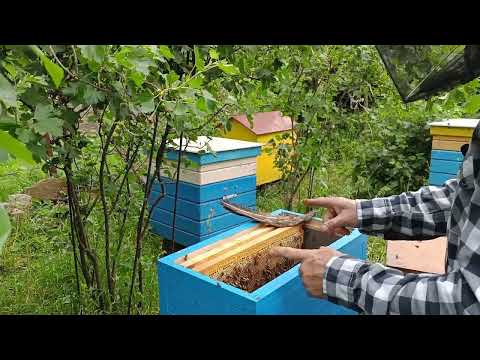Видео: Шестирамочник на рапсе.