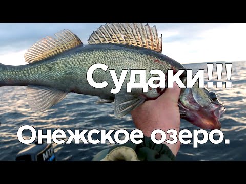 Видео: Судаки. Онежское озеро.