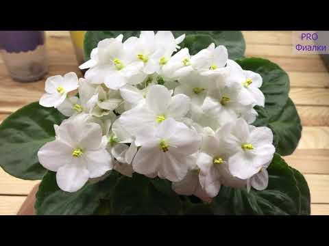 Видео: Как УХАЖИВАТЬ за фиалками ОСЕНЬЮ? 7 Важных правил которые должен знать каждый!