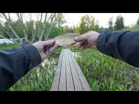 Видео: майский карасик. трофей на домашнем водоеме. мормышинг. black adder.