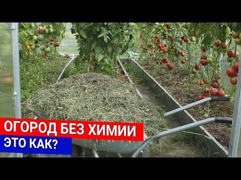 Видео: ОГОРОД БЕЗ ХИМИИ -  ЭТО КАК?