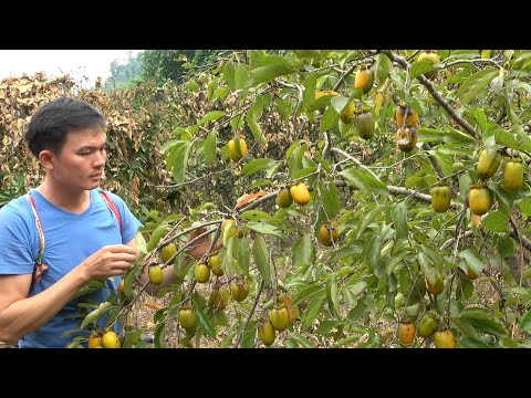 Видео: Фрукты в мамином саду, помогите ей собрать и продать.  Зеленая лесная жизнь