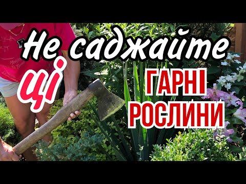 Видео: Не САДЖАЙТЕ ці ГАРНІ РОСЛИНИ. Їх неможливо навіть СОКИРОЮ вирубати! Обережно !  10 разів ПОДУМАЙТЕ!