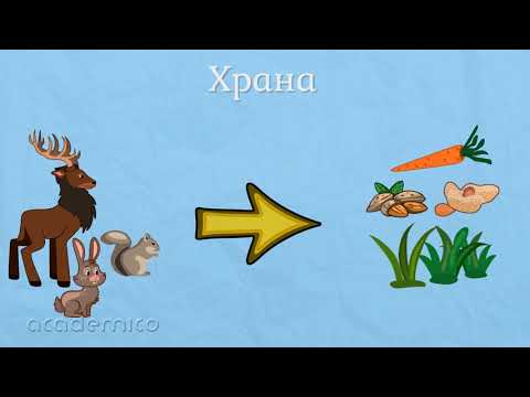 Видео: Светът на животните - Околен свят 1 клас | academico