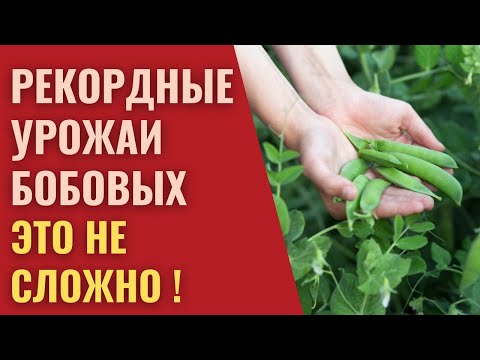 Видео: Секрет высоких урожаев. 4 главных элемента питания для бобовых.