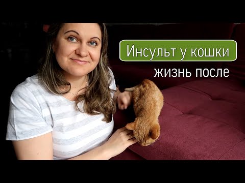 Видео: Инсульт у кошки: жизнь после/ Реабилитация после инсульта/ Наш опыт