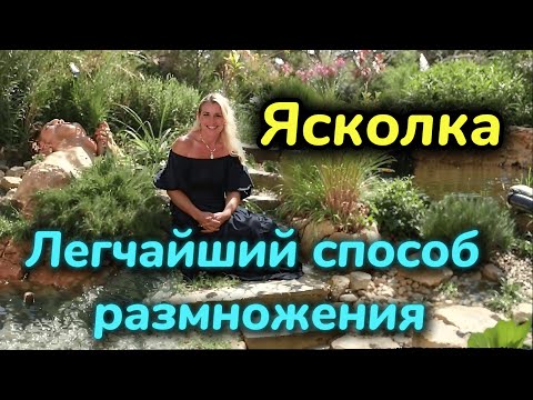 Видео: ЯСКОЛКА. Самый ПРОСТОЙ СПОСОБ размножения. Как посадить ясколку