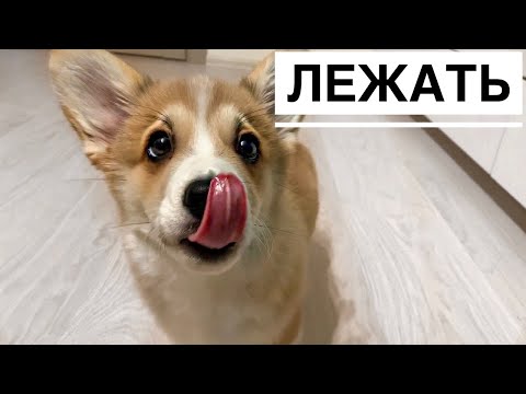 Видео: ДРЕССИРОВКА НА ВАШИХ ГЛАЗАХ команда ЛЕЖАТЬ это было трудно