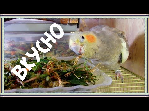 Видео: Влог | Один обед моих попугаев зимой. Зелень, овощи, фрукты.