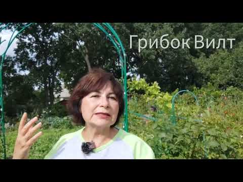 Видео: Клематисы излечила от грибка Вилт, цветут!