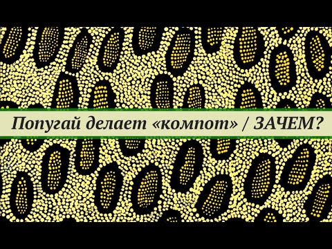 Видео: Зачем попугай делает компот в поилке?  Поддержание нормальной микрофлоры. Прикладная биотехнология.
