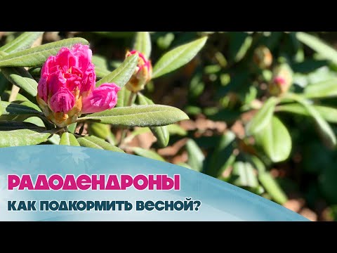 Видео: Рододендроны. Как правильно подкормить и ухаживать за ними