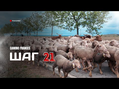 Видео: Camino Frances: Шаг 21 - Пробки на пути!