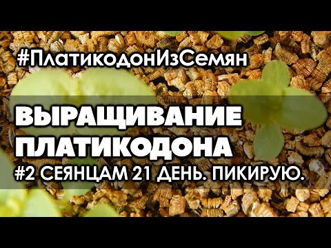 Видео: 🌺 #2 Сеянцам платикодона 21 день. Пикирую. | Платикодон. Выращивание из семян