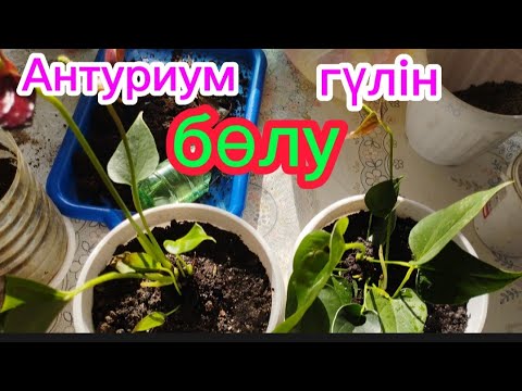 Видео: Антуриум гүлін көбейту.#өсімдік #гулдер #антуриум #үйдің #оңай #өсіру Гүлдер әлемі 🌺