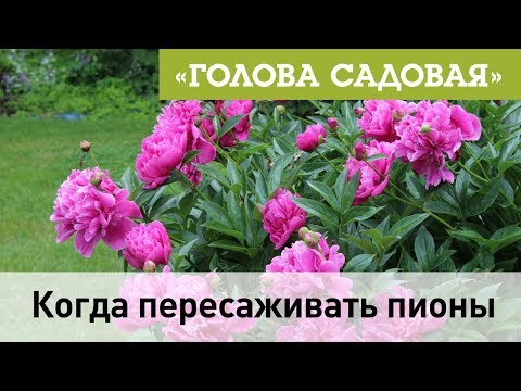 Видео: Голова садовая - Когда пересаживать пионы