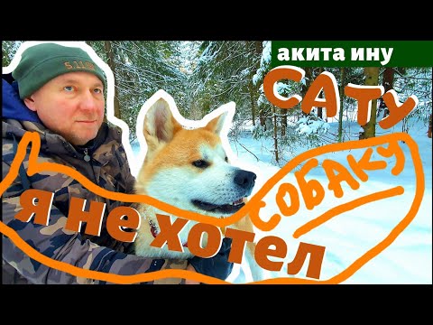 Видео: ВЛОГ | Я НЕ ХОТЕЛ СОБАКУ | АКИТА ИНУ ИСТОРИЯ НАШЕЙ СЕМЬИ И СОБАКИ