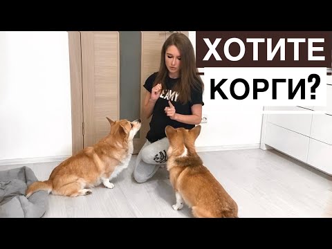 Видео: 5 ПРИЧИН ЗАВЕСТИ КОРГИ!🐶 Плюсы породы КОРГИ пемброк🙌
