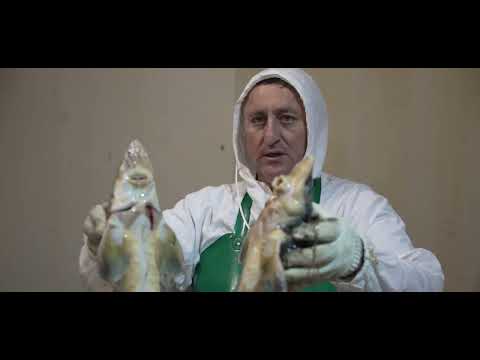 Видео: Документальный фильм - КФХ Кидяева В. И. "Осетровая ферма"