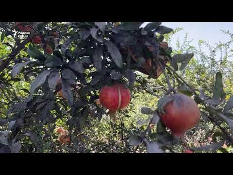 Видео: Ахбори Озодӣ аз 11-уми ноябри соли 2025 (Пахши зинда)