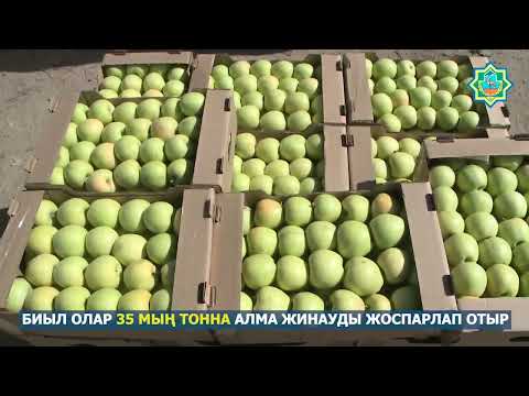Видео: ТҮЛКІБАСТЫҢ АЛМАСЫ-АЙ!