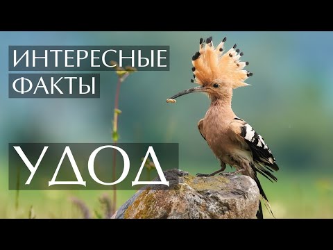 Видео: Удод - интересные факты (Фото, видео, звуки)