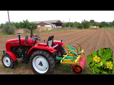 Видео: Посев горчицы после картофеля -2020!