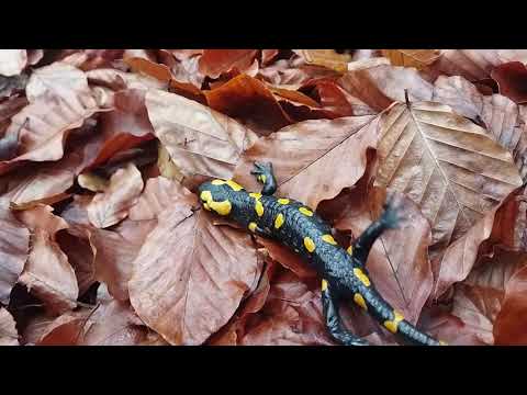 Видео: Осінь доволі підводить