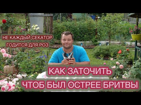 Видео: НИЧТО НЕ ВЕЧНО - точить все равно придется. ОБЗОР СЕКАТОРОВ.