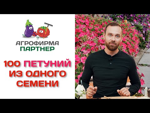 Видео: 100 петуний из одного семени!