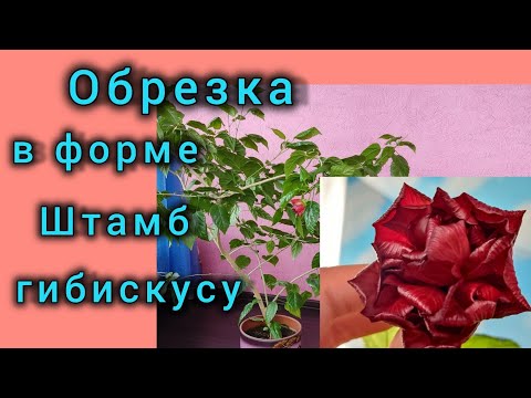 Видео: Штамбовая форма для гибискуса. со мной китайская роза не забалует