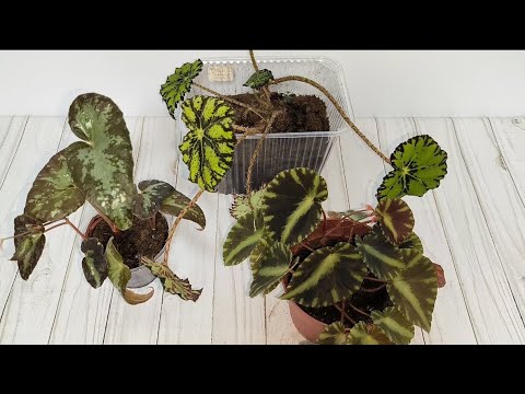 Видео: Один из способов выращивания ризомной бегонии😎