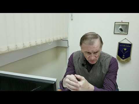Видео: Голуби породы турман. Лекция шестая. О краснопегих турманах. Константин Шарпов.