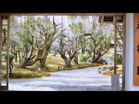 Видео: Японский Моховой Сад во Все Времена Года | Уникальный