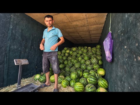 Видео: ДИККАТ! ЕМ-ХАШАК ВА ОГОРОД БОЗОР: Ковун, тарвуз, кунжара, шрот, кепак, шелуха ва ўт нархлари