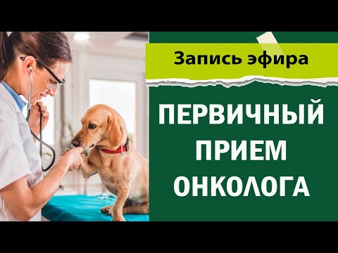 Видео: Первичный прием онколога ветеринара