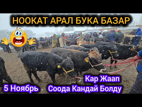 Видео: НООКАТ АРАЛ БУКА БАЗАР 👍 КАРДА СООДА КАНДАЙ БОЛДУ😱 5 НОЯБРЬ 