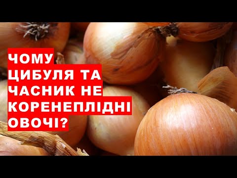 Видео: Цибуля, часник, хрін, морква, буряк, редька - чи це всі коренеплідні овочі?