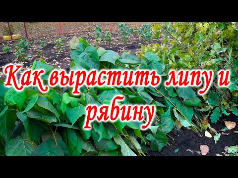 Видео: Как вырастить липу и рябину. Посадка семян липы и рябины.
