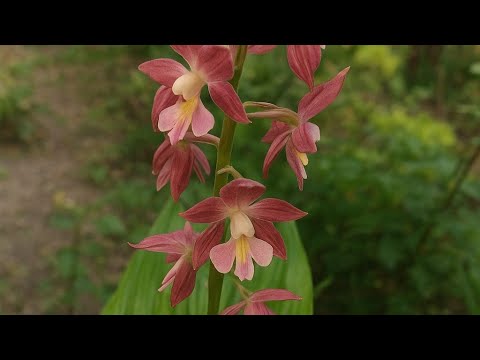 Видео: Саджаємо садову орхідею Каланте Calanthe