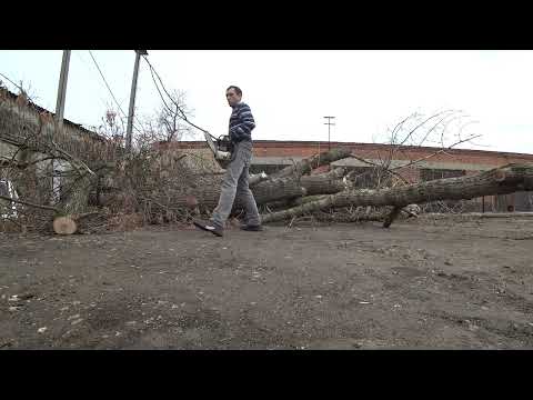 Видео: Спил больших тополей