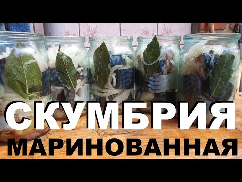 Видео: СКУМБРИЯ МАРИНОВАННАЯ С ЛУКОМ В БАНКАХ РЕЦЕПТЫ СЮФ