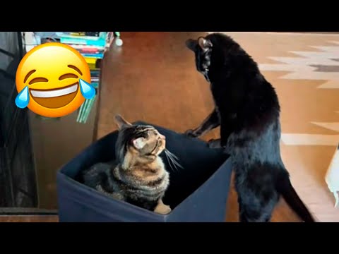 Видео: Смешные и Забавные Животные #1 🥰 | Попробуй не засмеяться😂