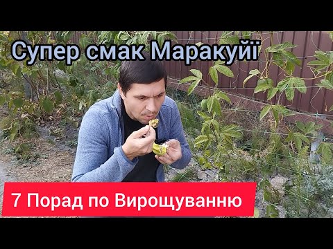 Видео: Маракуйя Північна (Інкарната) - 7 практичних порад по вирощуванню.