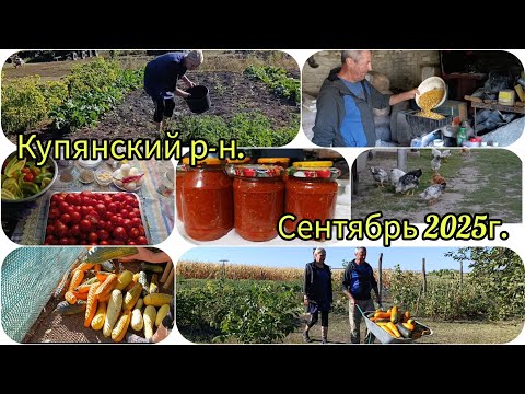 Видео: Жизнь в селе#огородныедела/Собираем кабачки #соусдляпиццы