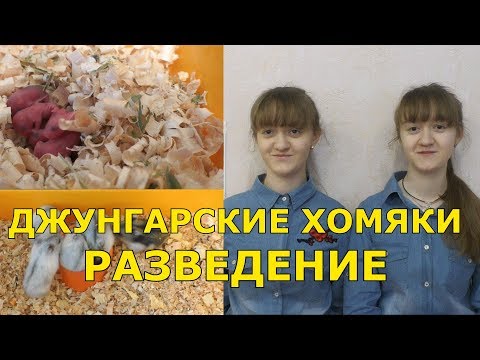 Видео: Джунгарские хомяки - разведение