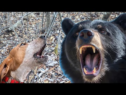 Видео: Сердитый МЕДВЕДЬ проснулся от гончих!