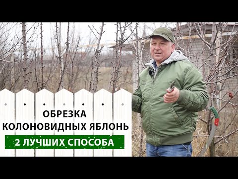 Видео: 2 ГЛАВНЫХ способа формирования КОЛОНОВИДНЫХ ЯБЛОНЬ